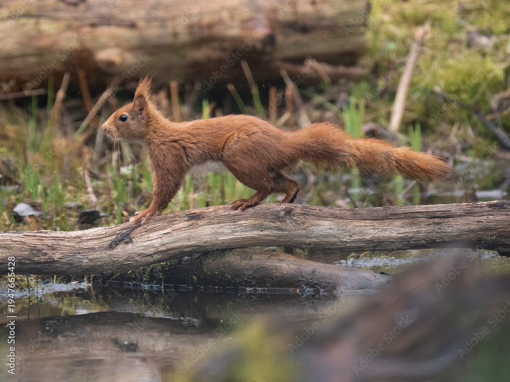 Obraz premium Eurasisches Eichhörnchen, Sciurus vulgaris