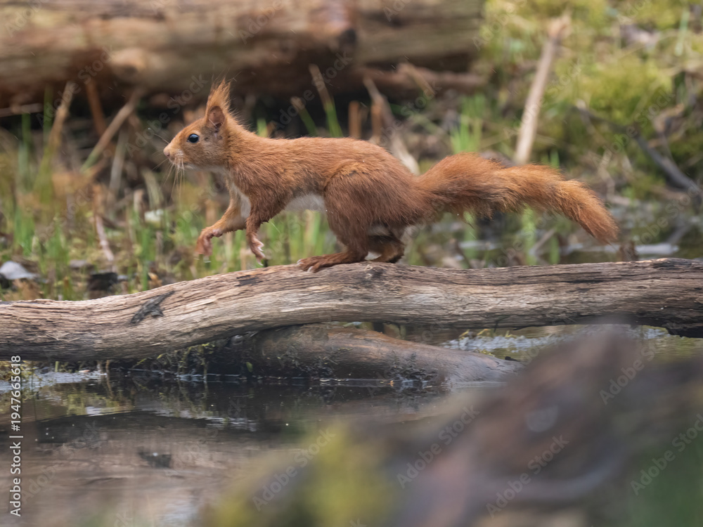 Obraz premium Eurasisches Eichhörnchen, Sciurus vulgaris