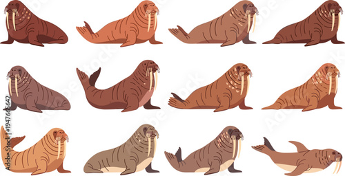 Walrus Vector Illustration Set Featuring Arctic Marine Mammals with Long Tusks in Sitting and Swimming Poses for Ocean Wildlife Graphics and Polar Nature Designs.