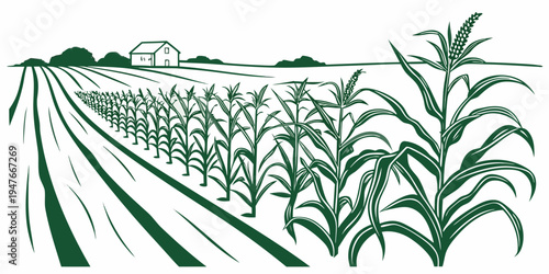 A green illustration of a cornfield with rows of corn plants Vector