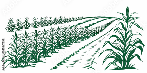 A green illustration of a cornfield with rows of crops Vector