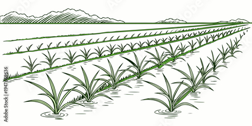 A field of green grass with rows of plants growing in it Vector