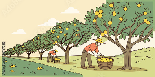 Man picking oranges from a tree in an orchard Vector