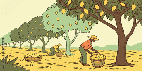 Man picking oranges from a tree in an orchard Vector