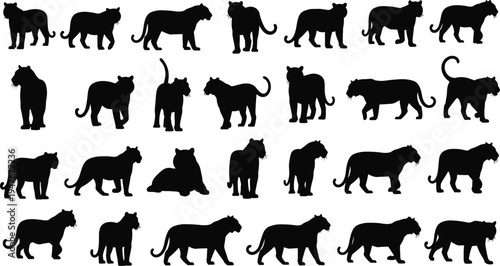 Set of black tiger silhouettes in various walking and stalking poses for jungle wildlife nature vector illustration and logo design (20 words)