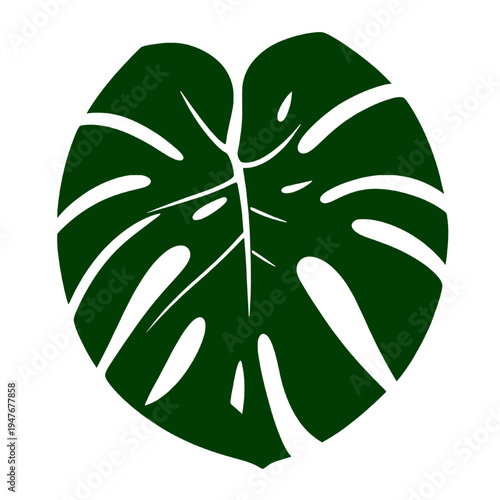 Dark green monstera leaf illustration isolated on transparent background, tropical botanical plant vector