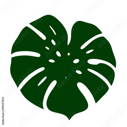 Dark green monstera deliciosa leaf illustration isolated on transparent background, tropical botanical foliage vector