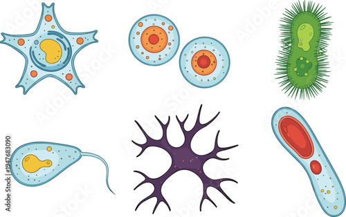microorganisms and cell biology vector illustration set, bacteria amoeba protozoa neuron microscopic organisms science education diagram