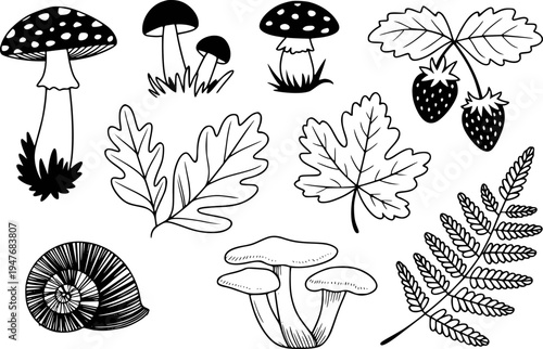 Black and white hand drawn forest including mushrooms strawberries oak leaves fern and snail shell