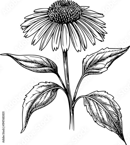 Black and White Line of a Single Echinacea Flower with Leaves a White Background