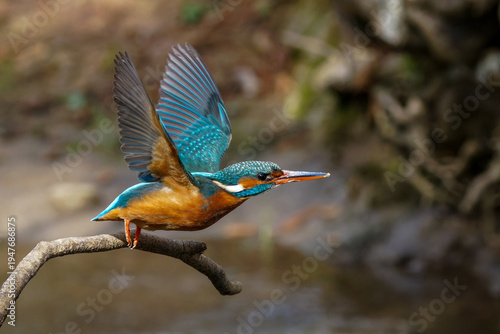 Eisvogel (Alcedo atthis) Weibchen