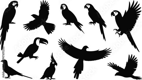 A diverse collection of black silhouette illustrations of various tropical birds including parrots and a toucan