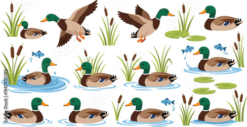 Mallard duck water scene vector collection with swimming flying ducks reeds cattails lily pads and fish flat illustration set