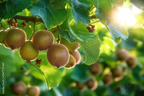 Sunlit cluster of fuzzy kiwifruits hanging on a leafy vine with warm backlight and bokeh, evoking a fresh tranquil orchard atmosphere