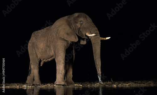 An elephant drinks water at night, its trunk spraying water as it cools itself. The dark background emphasizes the majestic creature.