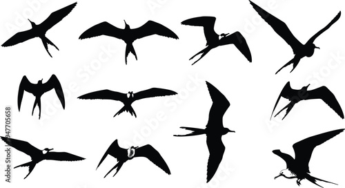 Flying seabird silhouette collection, frigatebird and tropical sea birds in flight vector set isolated for ocean wildlife, nature illustration design