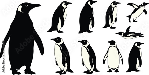 Penguin silhouette and detailed vector set, multiple penguin poses standing walking swimming isolated Antarctic wildlife bird illustration collection for design