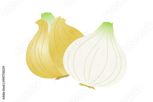 新玉ねぎのベクターイラスト　手描き風