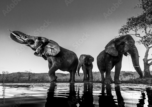 A family of elephants drinks water from a watering hole in this dramatic black and white photograph. The elephants are reflected in the water, creating a striking visual effect.