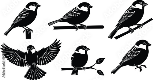 Sparrow bird silhouette set, perched and flying poses, black songbird icons, isolated vector collection for nature, wildlife, logo, stencil, and design use