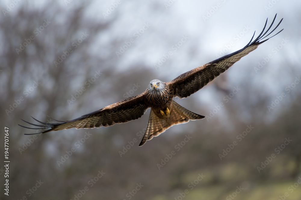 Fototapeta premium A red kite soars through the air with its wings spread wide, its keen eyes scanning the ground below for prey.