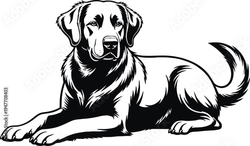 Vector illustration of a lying labrador dog