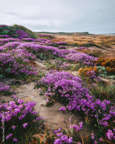 Autumn heathland landscape with purple heather shrubs and sandy patches in soft light