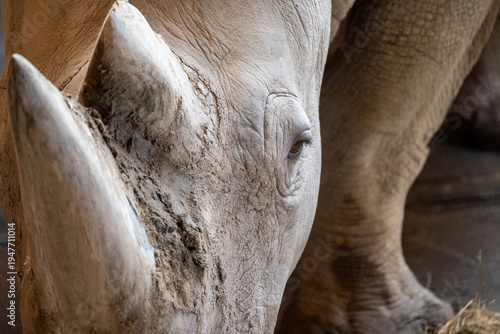 Rhino Horn Close Up Portrait