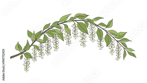 Beautiful branch of a flowering plant with green leaves and small white drooping flowers over a clean white background.