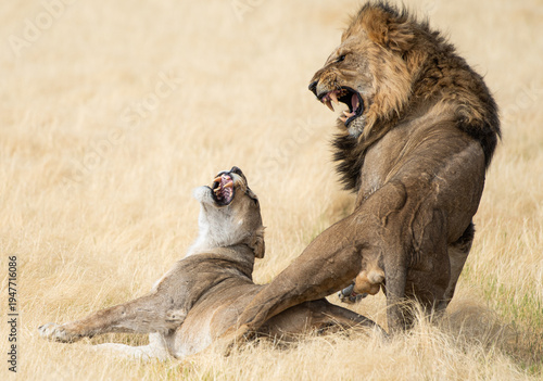 A male lion roars aggressively at a female lion who is lying on her back, showing her teeth in a defensive posture. The lions are in a dry, grassy field.