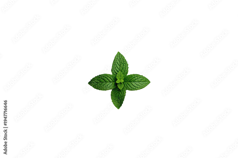 Fototapeta premium Fresh green peppermint sprig with vibrant leaves for culinary and refreshingly healthy concepts, transparent background