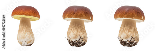 Bild auf Leinwand Boletus Edulis Mushroom Set Isolated on White Background, Fresh Porcini Mushroom