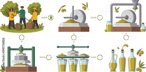 Olive Oil Production Process Infographic Showing Harvesting, Crushing, Pressing and Bottling Stages of Natural Extra Virgin Olive Oil Vector Illustration