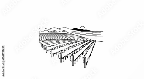Rows of grapevines stretch towards distant hills under a setting sun
