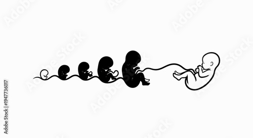 Stages of human fetal development, from early embryo to full-term fetus