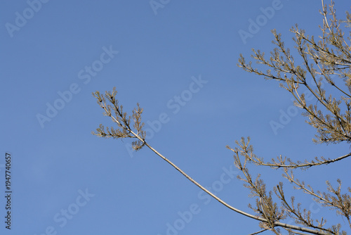 Fotografija Common ash branches with flowers - Latin name - Fraxinus excelsior