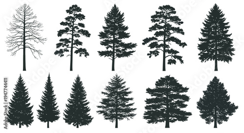 Diverse Collection of Pine and Fir Tree Silhouettes Isolated on White Background