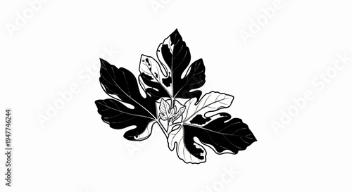 Stylized black and white illustration of a cluster of fig leaves