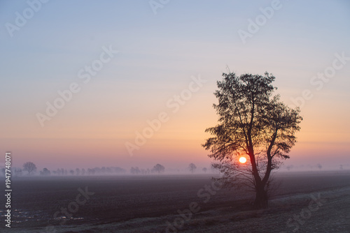 Tableau sur toile Sonnenaufgang im Morgennebel mit einem einzelnen Baum in ruhiger ländlicher Landschaft – Stimmungsvolle Herbstlandschaft mit Nebel, sanftem Licht und natürlicher Idylle in Deutschland
