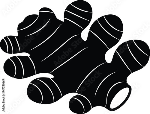 Fresh ginger root for culinary, botanical, and health illustration. 