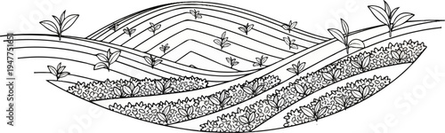 Stylized illustration of contoured fields with young plants