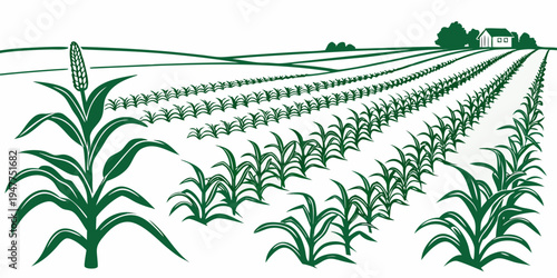 A green field of crops growing in rows Vector
