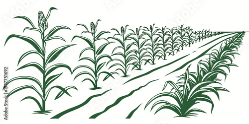 A field of corn plants growing in rows Vector