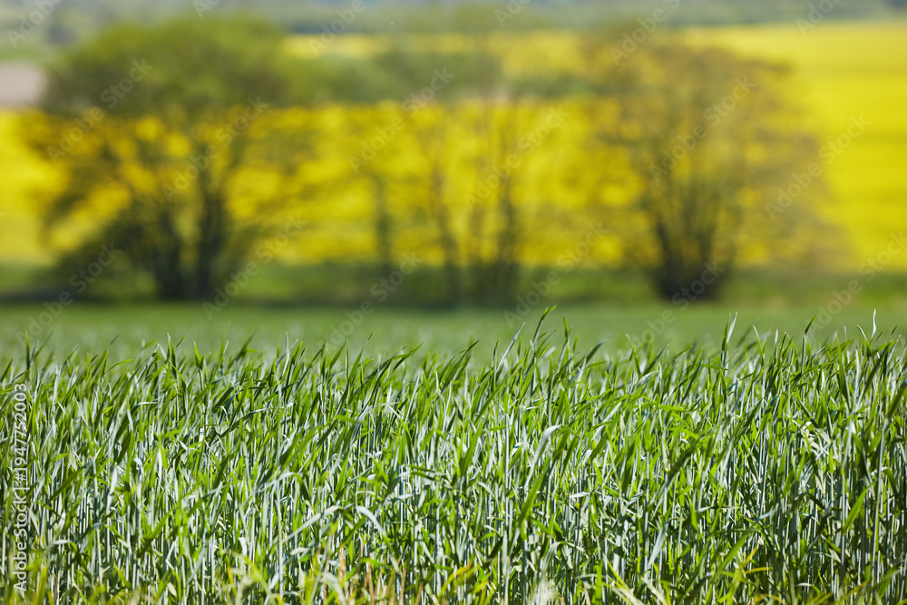 Fototapeta premium Farm, wheat or field for agriculture, growth or sustainable horticulture in nature for agribusiness. Land, grain or green crops outdoor for agro, food production or eco friendly cultivation in spring