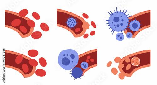 Illustrative concept collection depicting blood vessels, red blood cells, and the human circulatory system, highlighting biological flow and health for medical education graphics