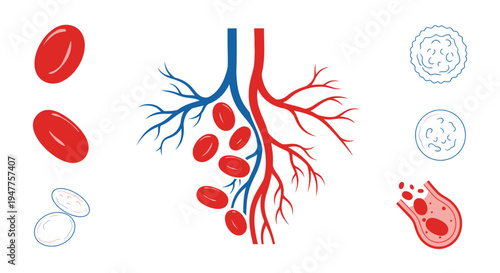 Scientific illustration of blood cells and circulatory system, depicting red blood cells, white blood cells, and capillaries
