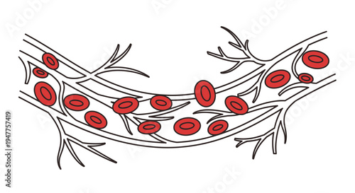 Diagrammatic representation of red blood cells circulating within a human vessel, illustrating the process of internal blood flow and potential damage to the circulatory system
