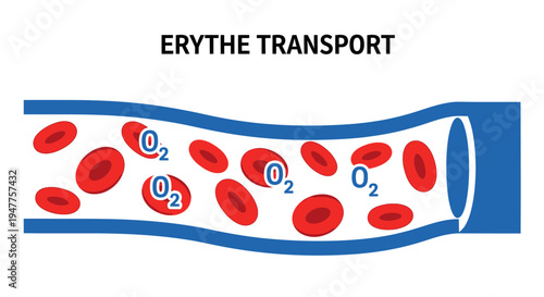 Illustration of Erythrocyte Transport, showing red blood cells carrying oxygen within a blood vessel, symbolizing vital biological processes and circulation for medical or educational purposes