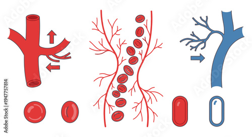 Diagram illustrating the branching of blood vessels and the passage of red blood cells, contrasting arteries and veins