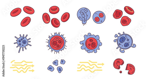 Vector illustrations of diverse blood cells healthy red cells, white cells, abnormal, and infected types for medical biology education